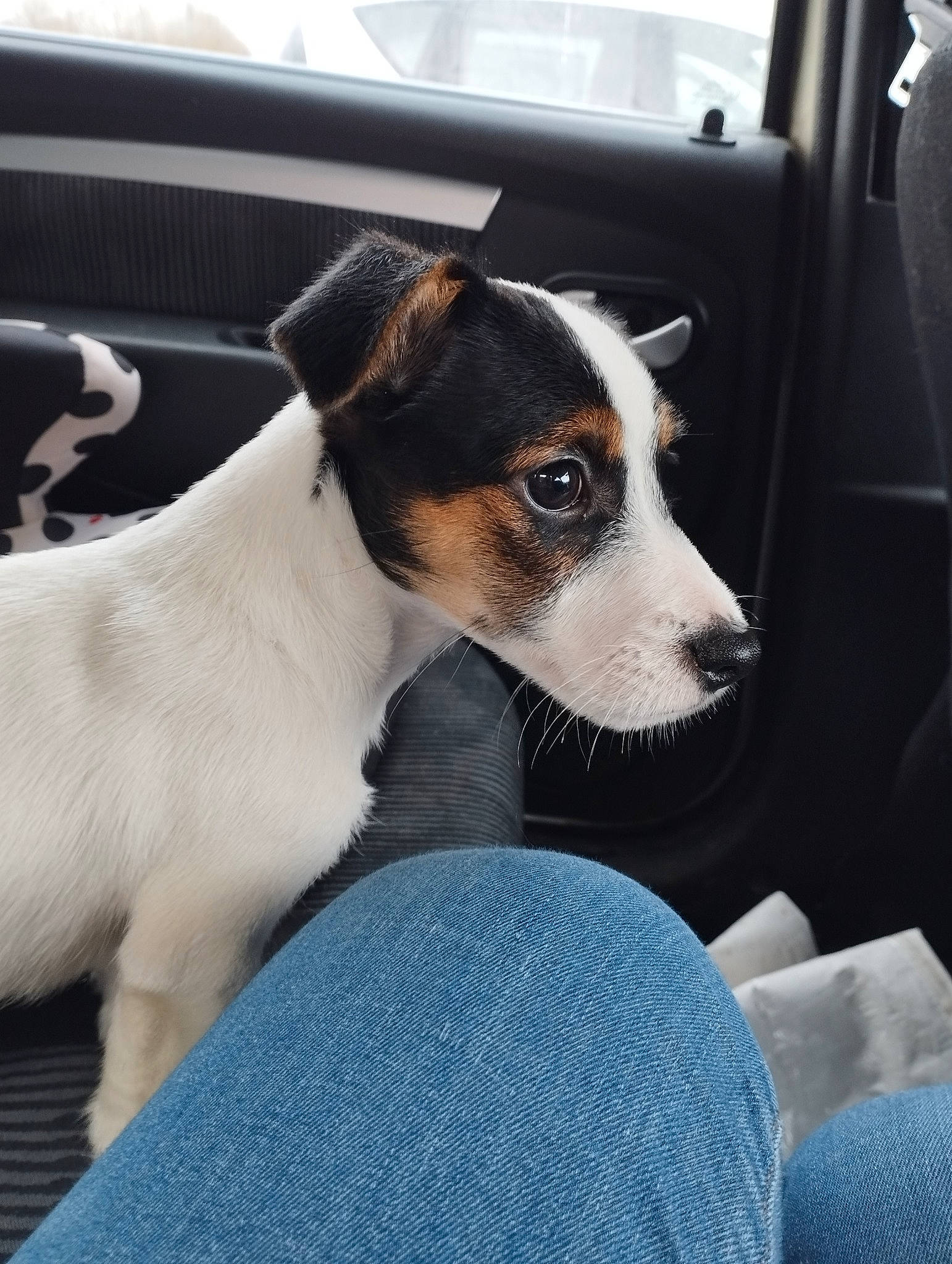 Turbo participe au concours pour gagner de l'argent avec cette photo : auto_part, canidae, car, carnivore, chilean_fox_terrier, collar, comfort, companion_dog, dog, dog_breed, fawn, irishjacks, small_terrier, snout, sporting_group, terrestrial_animal, terrier, vehicle, vehicle_door, whiskers
