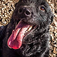Hitam a rejoint le concours — aidez-le/la à gagner de superbes lots ! dog, dog_breed, dog_breed_group, dog_like_mammal, fur, snout, sporting_group, whiskers