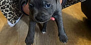 Achille participe au concours pour gagner de l'argent avec cette photo : puppy, dog, blue_eyes, gray_fur, person, leopard_print, pants, floor, wooden_floor, indoor, holding, pet, young_dog, animal, cute, small, hands, casual_clothing, curious, domestic