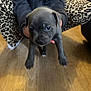 puppy, dog, blue_eyes, gray_fur, person, leopard_print, pants, floor, wooden_floor, indoor, holding, pet, young_dog, animal, cute, small, hands, casual_clothing, curious, domestic