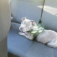 Achille a rejoint le concours — aidez-le/la à gagner de superbes lots ! puppy, dog, car_interior, backseat, harness, julius_k9, gray_dog, pet, animal, canine, resting, looking_back, seat, fabric, sunlight, indoor, cute, young_dog, domestic_animal, collar