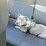 puppy, dog, car_interior, backseat, harness, julius_k9, gray_dog, pet, animal, canine, resting, looking_back, seat, fabric, sunlight, indoor, cute, young_dog, domestic_animal, collar