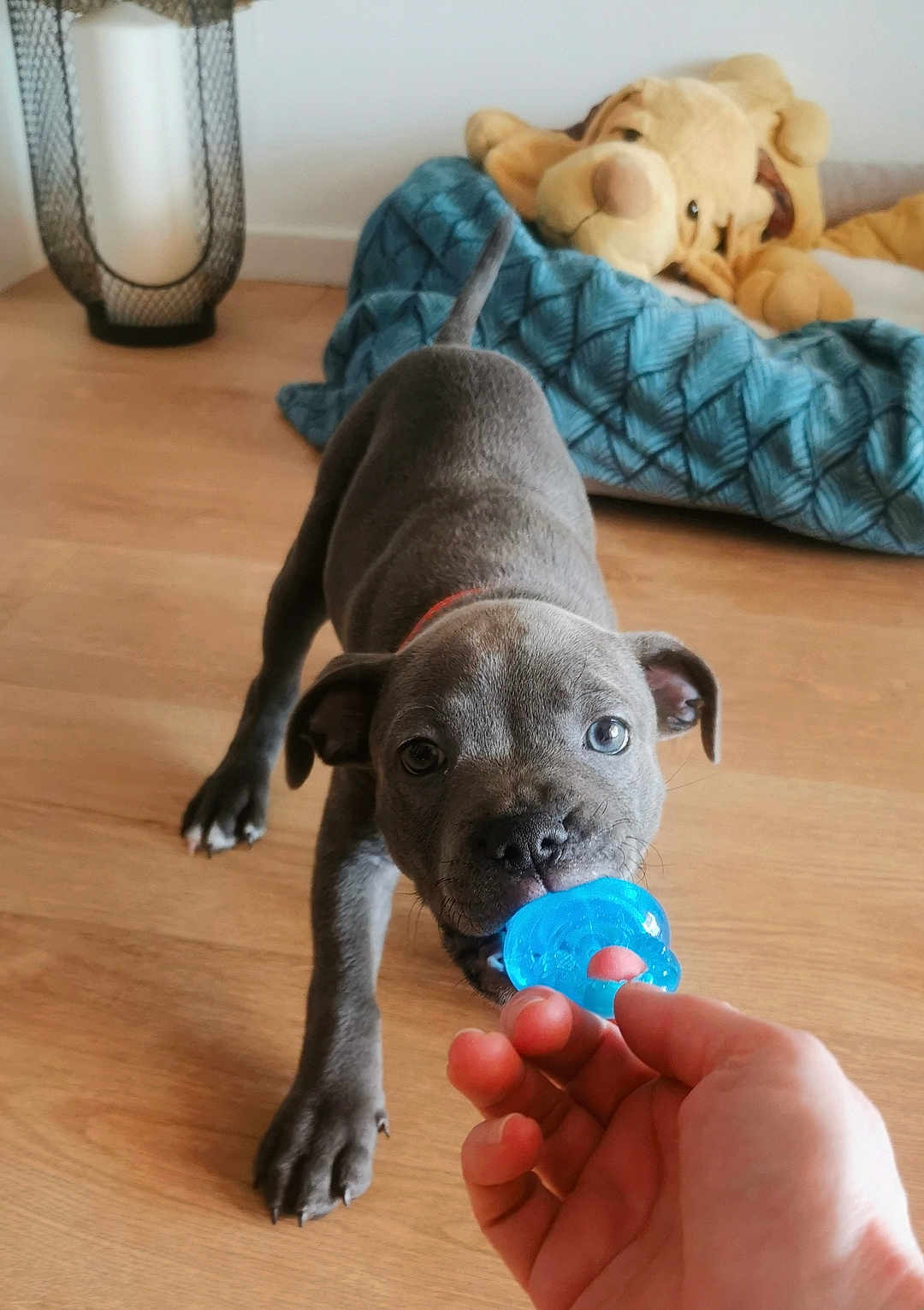 Achille participe au concours pour gagner de l'argent avec cette photo : puppy, dog, gray_dog, playful, pacifier, human_hand, wooden_floor, dog_bed, stuffed_animal, toy, pet, indoor, cute, young_dog, pet_toy, flooring, animal, domestic_animal, canine, pet_play