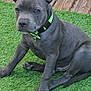 Achille participe au concours pour gagner de l'argent avec cette photo : puppy, dog, gray, collar, green, artificial_grass, outdoor, pet, sitting, wooden_deck, young_dog, canine, fur, paw, cute, domestic_animal, animal, pet_accessory, calm, portrait