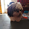 animal, bright_light, brown_and_white, chair, cozy, dog, door, fluffy, furniture, household, indoor, long_fur, messy_fur, papers, pet, scissors, side_view, table, wall_hanging, wood_floor