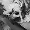 Cookie participe au concours pour gagner de l'argent avec cette photo : animal, black_and_white, chair, close_up, couch, cute, dog, eye, floor, fluffy, fur, indoor, laying_down, nose, pet, portrait, resting, tile_floor, tongue_out, whiskers