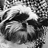 animal, black_and_white, blurry, close_up, cute, dog, fluffy, fur, furry, head, indoor, muzzle, nostrils, patterned_background, pet, portrait, shih_tzu, snout, soft, whiskers