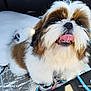 dog, shih_tzu, tongue_out, fluffy, pet, close_up, fur, nose, teeth, pillow, car_interior, backseat, plastic_jug, leash, collar, cute, portrait, white_brown_fur, camera_stamp, timestamp