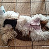 animal, belly, brown, cone, cute, dog, domestic, floor, fluffy, fur, harness, indoor, lying_down, pet, recovery, relaxed, resting, spots, tiled_floor, white