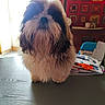 animal, black, brown, closeup, colorful_wall_hanging, companion, cozy, dog, domestic, fluffy, fur, household_items, indoor, looking_at_camera, pet, portrait, shaggy, table, wet_fur, white