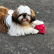 Cookie participe au concours pour gagner de l'argent avec cette photo : animal, asphalt, brown_and_white, canine, cute, dog, fluffy, fur, happy, long_hair, mammal, outdoor, paw, pet, playful, red_fabric, resting, small_dog, tongue, tongue_out