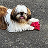 animal, asphalt, brown_and_white, canine, cute, dog, fluffy, fur, happy, long_hair, mammal, outdoor, paw, pet, playful, red_fabric, resting, small_dog, tongue, tongue_out