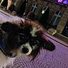 Kimy participe au concours pour gagner de l'argent avec cette photo : dog, puppy, small_dog, fluffy, long_hair, black_and_white, brown_fur, pet, animal, portrait, close_up, indoors, blanket, patterned_fabric, night, purple_lighting, building, architecture, outdoor_background, cute