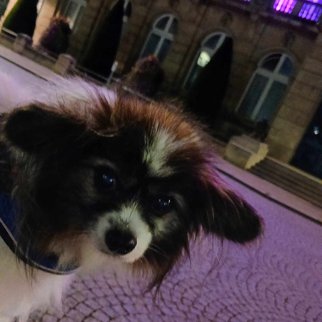 Kimy participe au concours pour gagner de l'argent avec cette photo : dog, puppy, small_dog, fluffy, long_hair, black_and_white, brown_fur, pet, animal, portrait, close_up, indoors, blanket, patterned_fabric, night, purple_lighting, building, architecture, outdoor_background, cute