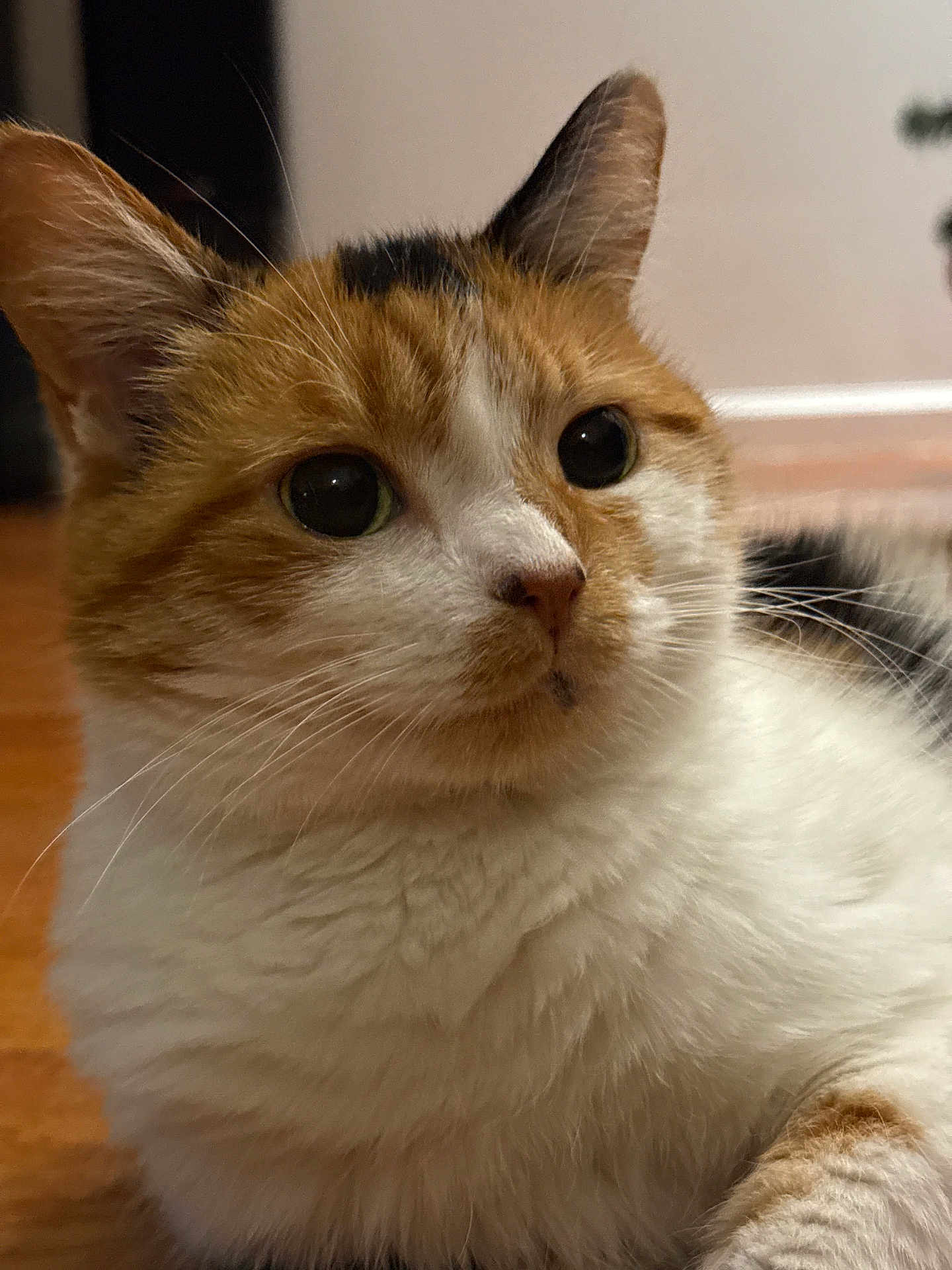 Pumpkin joined the competition — help win amazing prizes! cat, calico, close_up, fur, whiskers, ears, eyes, pet, animal, cute, domestic, indoor, resting, floor, portrait, feline, mammal, curious, soft, calm