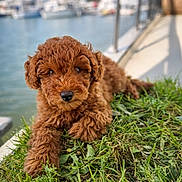 Arlette a rejoint le concours — aidez-le/la à gagner de superbes lots ! adorable, boats, bokeh, brown_fur, closeup, curly_fur, dock, dog, fluffy, grass, marina, muzzle, nose, outdoor, paws, pet, portrait, puppy, summer, water