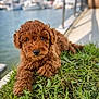 adorable, boats, bokeh, brown_fur, closeup, curly_fur, dock, dog, fluffy, grass, marina, muzzle, nose, outdoor, paws, pet, portrait, puppy, summer, water
