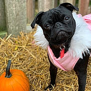 Penny joined the competition — help win amazing prizes! dog, pug, black_dog, pet, straw, pumpkin, autumn, fall, outdoor, fence, animal, cute, costume, pink_jacket, fur, collar, curious, portrait, seasonal, nature