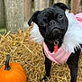 dog, pug, black_dog, pet, straw, pumpkin, autumn, fall, outdoor, fence, animal, cute, costume, pink_jacket, fur, collar, curious, portrait, seasonal, nature