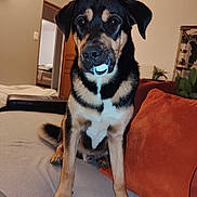 Léon a rejoint le concours — aidez-le/la à gagner de superbes lots ! dog, pet, pacifier, sofa, couch, orange_pillow, living_room, indoor, black_and_tan, sitting, front_paws, fur, muzzle, eyes, nose, blanket, lamp, doorway, plant, portrait