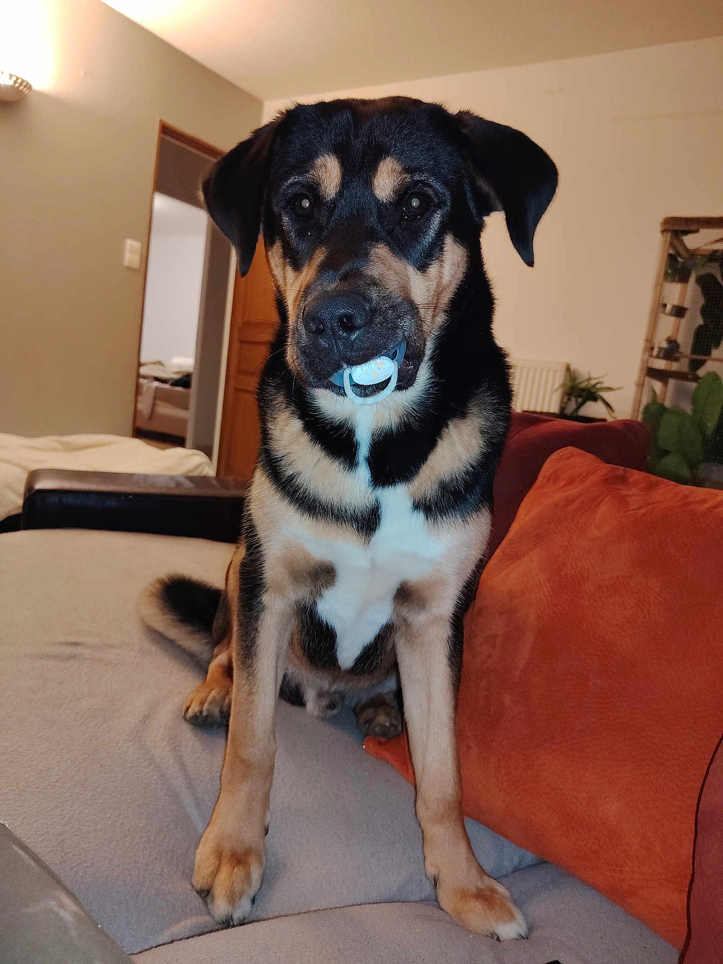 Léon a rejoint le concours — aidez-le/la à gagner de superbes lots ! dog, pet, pacifier, sofa, couch, orange_pillow, living_room, indoor, black_and_tan, sitting, front_paws, fur, muzzle, eyes, nose, blanket, lamp, doorway, plant, portrait