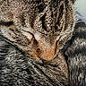 Chuy is registered to the contest to win money with this photo: cat, tabby_cat, sleeping, close_up, fur, whiskers, animal, pet, cozy, peaceful, curled_up, mammal, face, nose, ear, soft, relaxation, indoor, domestic_cat, portrait