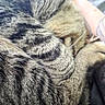 Chuy joined the competition — help win amazing prizes! cat, tabby, fur, close_up, sleeping, curled_up, pet, animal, striped, tattoo, arm, human, resting, cozy, soft, whiskers, paw, indoor, relaxed, companion