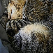 Chuy is registered to the contest to win money with this photo: cat, tabby, sleeping, curled_up, fur, close_up, pet, animal, whiskers, cozy, resting, indoor, soft, striped, cute, mammal, relaxed, nap, domestic_cat, feline