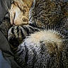 cat, tabby, sleeping, curled_up, fur, close_up, pet, animal, whiskers, cozy, resting, indoor, soft, striped, cute, mammal, relaxed, nap, domestic_cat, feline