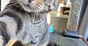 Chuy is registered to the contest to win money with this photo: cat, tabby_cat, pet, indoor, whiskers, green_eyes, curious, close_up, selfie, paw, feline, table, lamp, household, blurred_background, fur, portrait, animal, domestic_cat, cute
