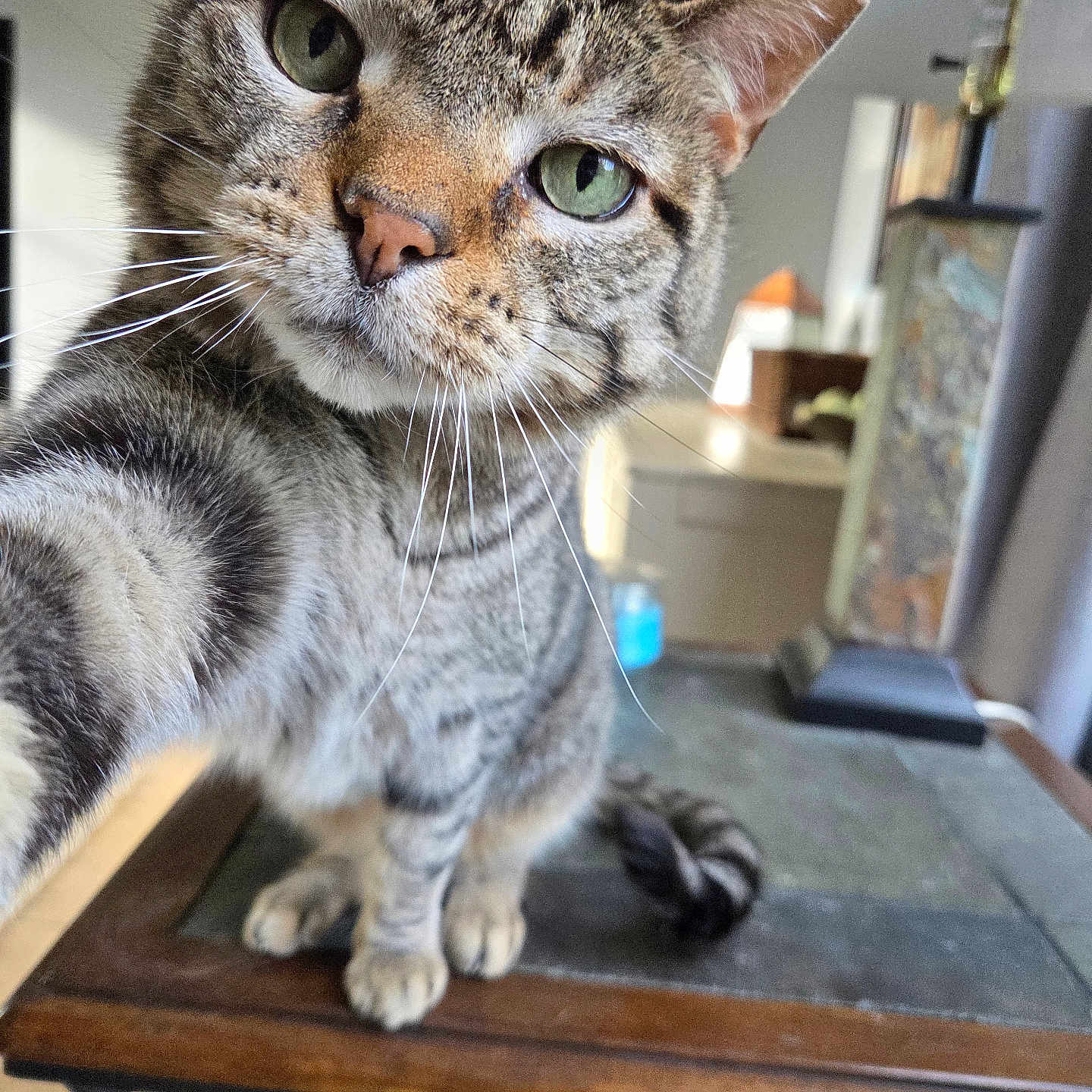 Chuy is registered to the contest to win money with this photo: cat, tabby_cat, pet, indoor, whiskers, green_eyes, curious, close_up, selfie, paw, feline, table, lamp, household, blurred_background, fur, portrait, animal, domestic_cat, cute