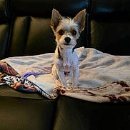 Remi joined the competition — help win amazing prizes! dog, small_dog, pet, blanket, couch, leather_couch, indoor, fur, ears, animal, cute, alert, sitting, looking_at_camera, cozy, domestic, companion, furniture, home, portrait