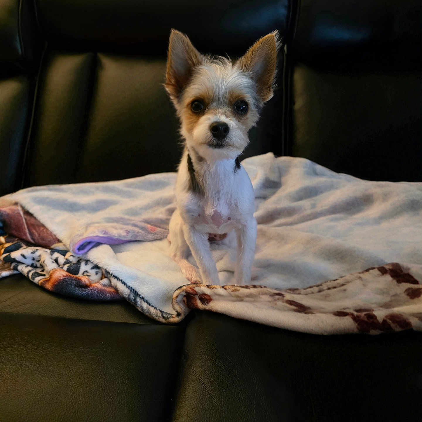 Remi joined the competition — help win amazing prizes! dog, small_dog, pet, blanket, couch, leather_couch, indoor, fur, ears, animal, cute, alert, sitting, looking_at_camera, cozy, domestic, companion, furniture, home, portrait