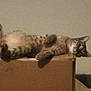 cat, tabby, relaxed, box, indoor, pet, feline, sleepy, resting, animal, fur, tail, whiskers, paws, home, cute, domestic, lazy, mammal, lying_down