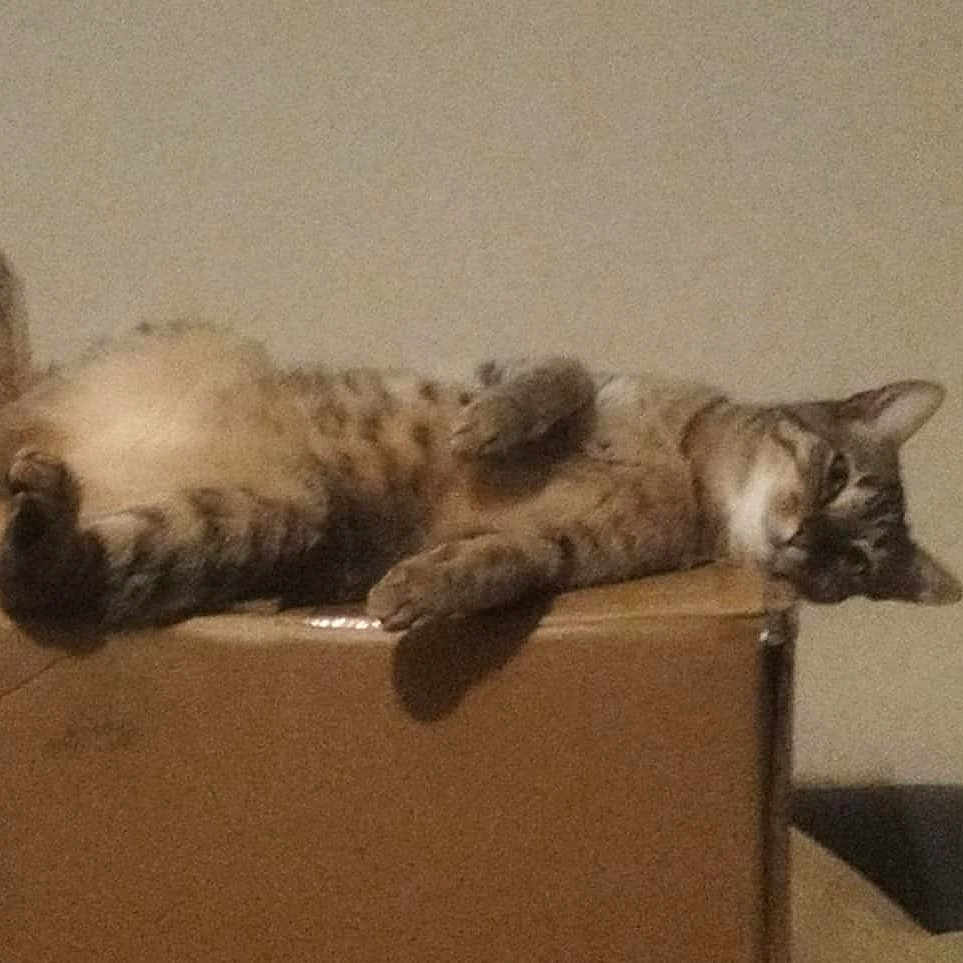 Tarentule participe au concours pour gagner de l'argent avec cette photo : animal, box, cat, cute, domestic, feline, fur, home, indoor, lazy, lying_down, mammal, paws, pet, relaxed, resting, sleepy, tabby, tail, whiskers