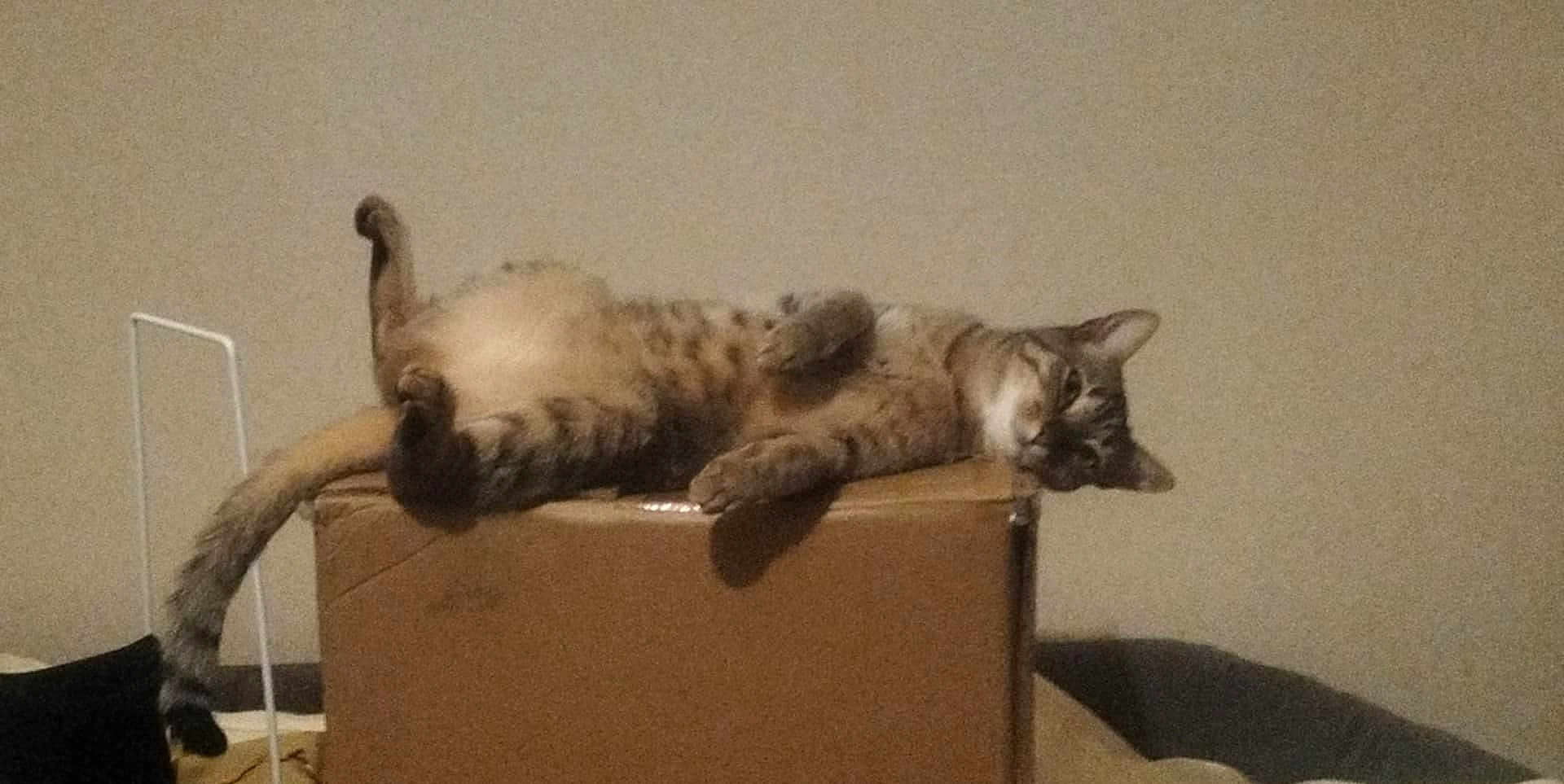 Tarentule participe au concours pour gagner de l'argent avec cette photo : cat, tabby, relaxed, box, indoor, pet, feline, sleepy, resting, animal, fur, tail, whiskers, paws, home, cute, domestic, lazy, mammal, lying_down