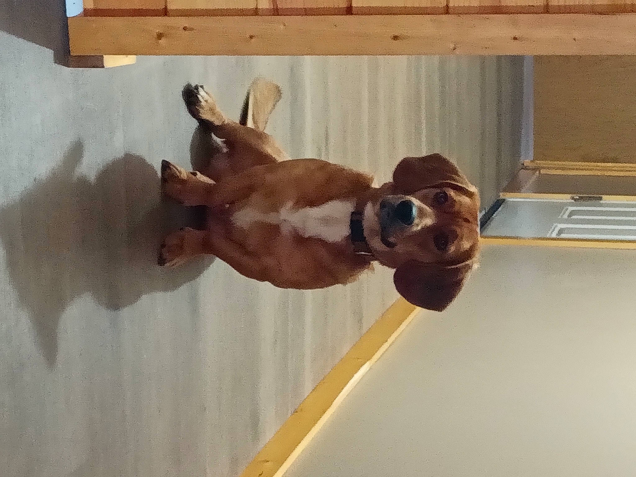 Red joined the competition — help win amazing prizes! canidae, carnivore, collar, companion_dog, dog, dog_breed, dog_collar, elbow, eyewear, fawn, hardwood, liver, pet_supply, snout, sporting_group, sunglasses, tail, wood, wood_stain, working_animal