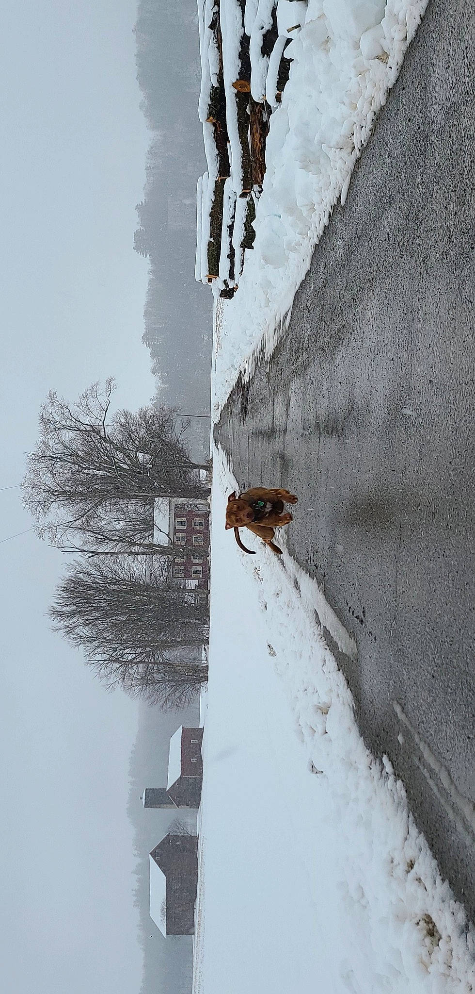 Redding is registered to the contest to win money with this photo: adventure, dog, extreme_sport, freezing, frost, geological_phenomenon, glacial_landform, ice_cap, piste, plant, recreation, reflection, sky, slope, snow, sports_equipment, tree, twig, winter, wood