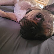 Choppo is registered to the contest to win money with this photo: dog, pet, bed, lying_down, close_up, ears, eyes, resting, indoor, animal, cute, relaxed, fur, portrait, muzzle, sleepy, canine, home, soft, gray