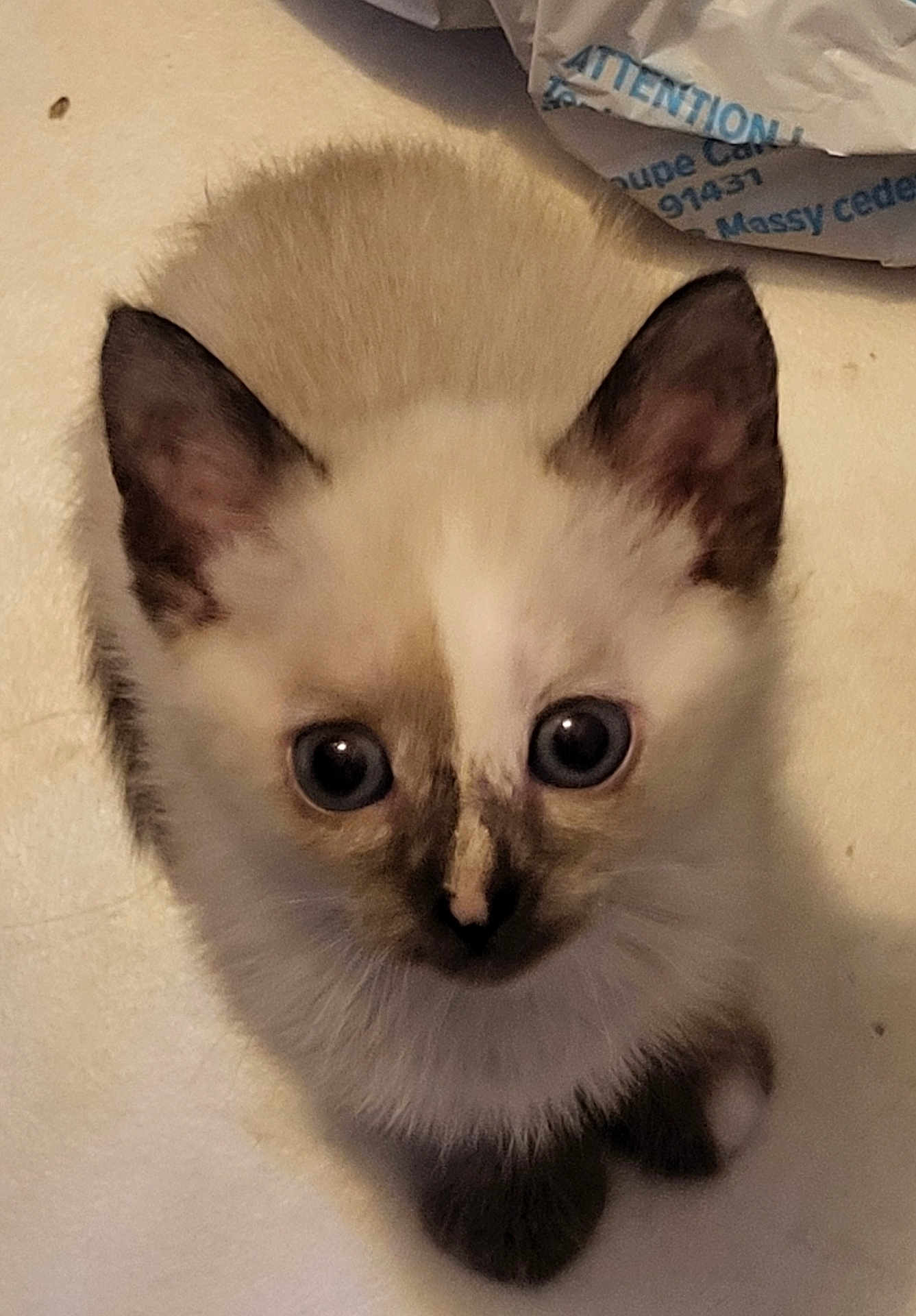Bella