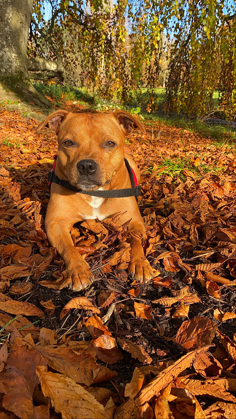 Only participe au concours pour gagner de l'argent avec cette photo : carnivore, companion_dog, dog, dog_breed, fawn, forest, grass, landscape, molosser, plant, plant_community, snout, soil, sporting_group, terrestrial_animal, tree, trunk, whiskers, wood, woodland