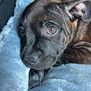 Beerus participe au concours pour gagner de l'argent avec cette photo : puppy, dog, brindle, close_up, pet, animal, cute, resting, blanket, cozy, fur, young, indoor, sleepy, muzzle, ears, paw, portrait, soft, domestic