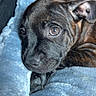 puppy, dog, brindle, close_up, pet, animal, cute, resting, blanket, cozy, fur, young, indoor, sleepy, muzzle, ears, paw, portrait, soft, domestic