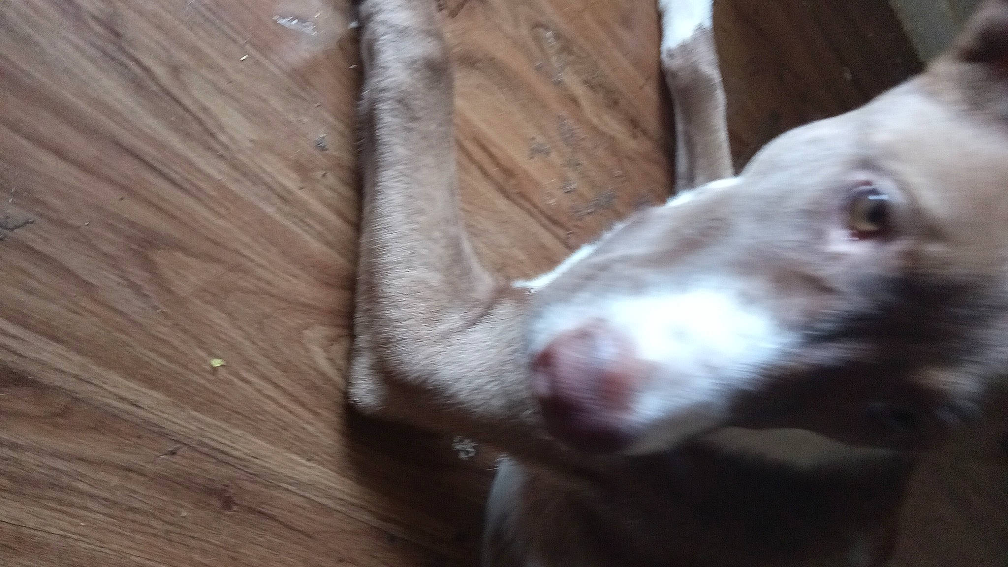 Kipper is registered to the contest to win money with this photo: canidae, carnivore, companion_dog, dog_breed, ear, fawn, flooring, fur, goat, goats, hardwood, liver, livestock, sporting_group, tail, terrestrial_animal, varnish, whiskers, wood, working_animal