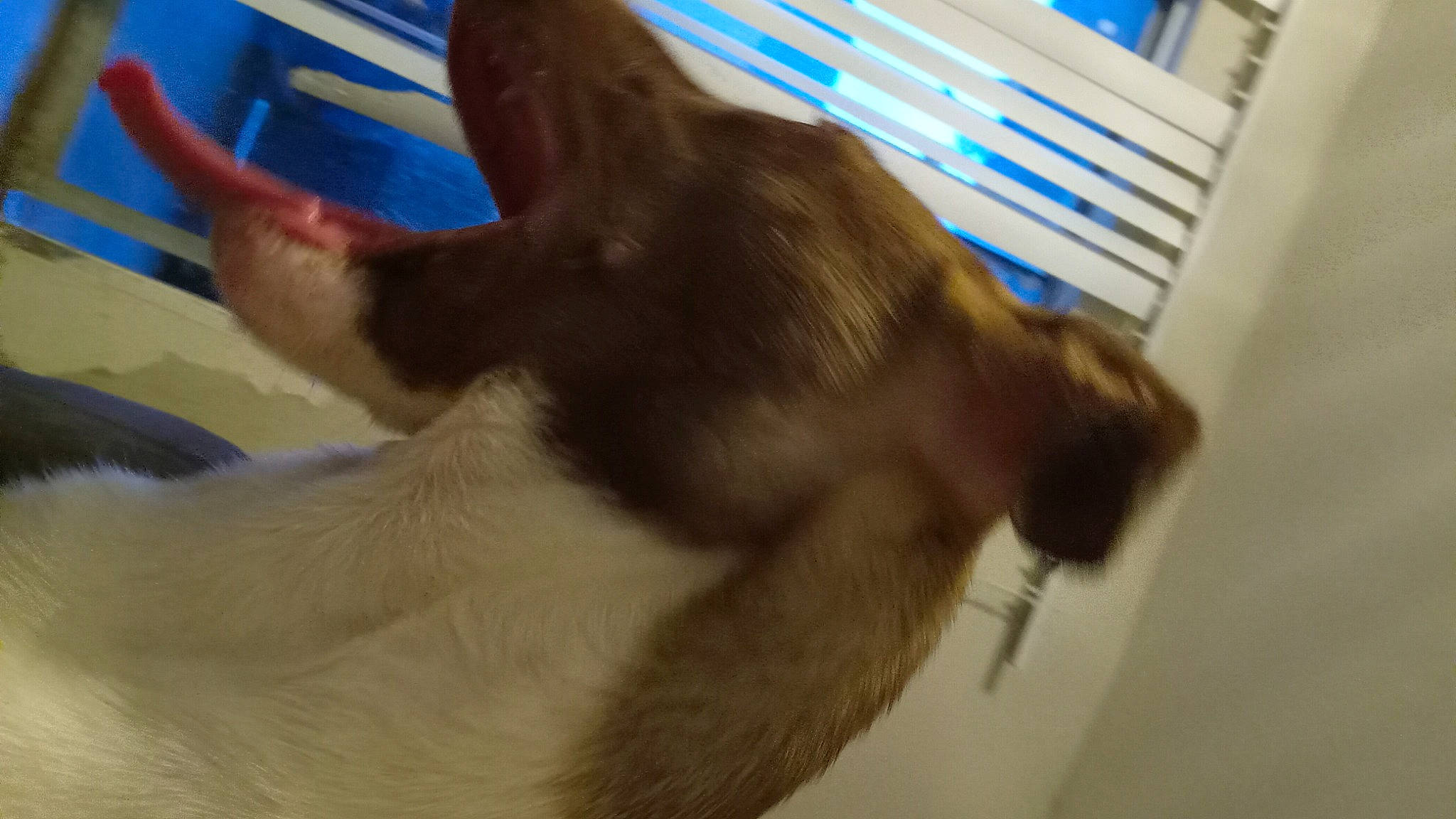 Kipper is registered to the contest to win money with this photo: canidae, carnivore, claw, collar, companion_dog, dog_breed, ear, fawn, felidae, fur, liver, paw, rabbit, rabbits_and_hares, small_to_medium_sized_cats, snout, sporting_group, tail, whiskers, working_animal