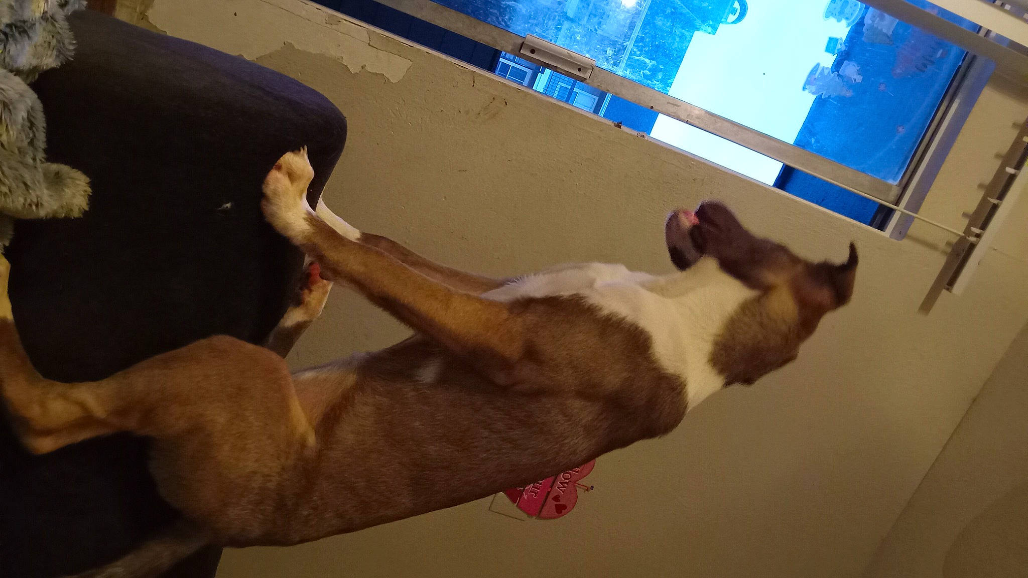 Kipper joined the competition — help win amazing prizes! balance, canidae, carnivore, dog, dog_breed, elbow, fawn, foot, human_leg, liver, room, snout, sporting_group, tail, vertebrate, wood