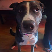 Moo Moo joined the competition — help win amazing prizes! animal, black_and_white, blurry, canine, close_up, collar, curious, dog, domestic_animal, ears, floor, foot, furniture, indoor, looking_up, nose, paw, person, pet, wooden_floor