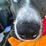 Moo Moo is registered to the contest to win money with this photo: dog, close_up, snout, blue_eyes, whiskers, fur, toy, orange, playful, curious, pet, animal, indoors, nose, portrait, muzzle, canine, soft_toy, fuzzy, friend