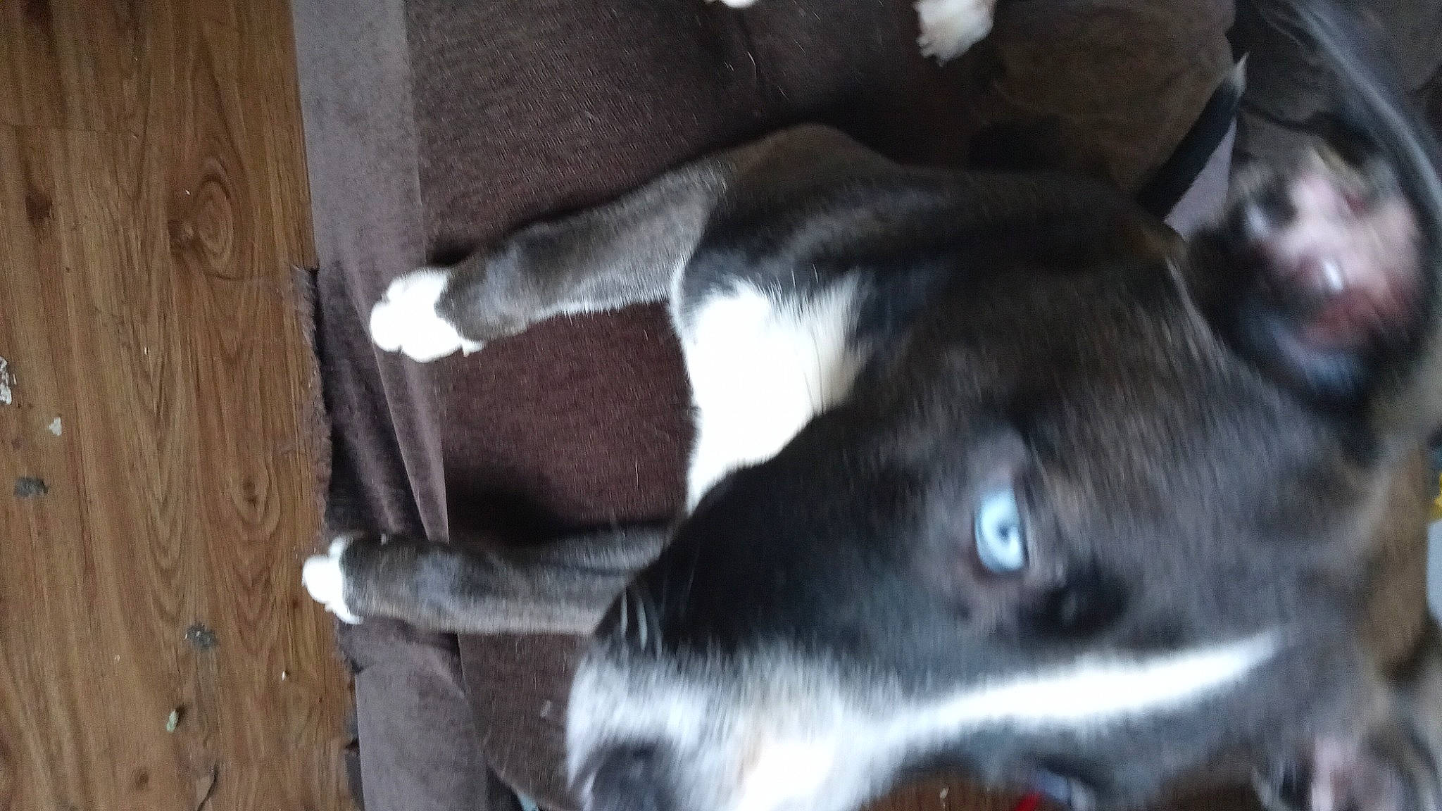 Moo Moo is registered to the contest to win money with this photo: borador, canidae, carnivore, companion_dog, dairy, dog, dog_breed, fur, hardwood, mcnab, natural_material, non_sporting_group, snout, sporting_group, tail, terrestrial_animal, whiskers, wood, working_animal, working_dog