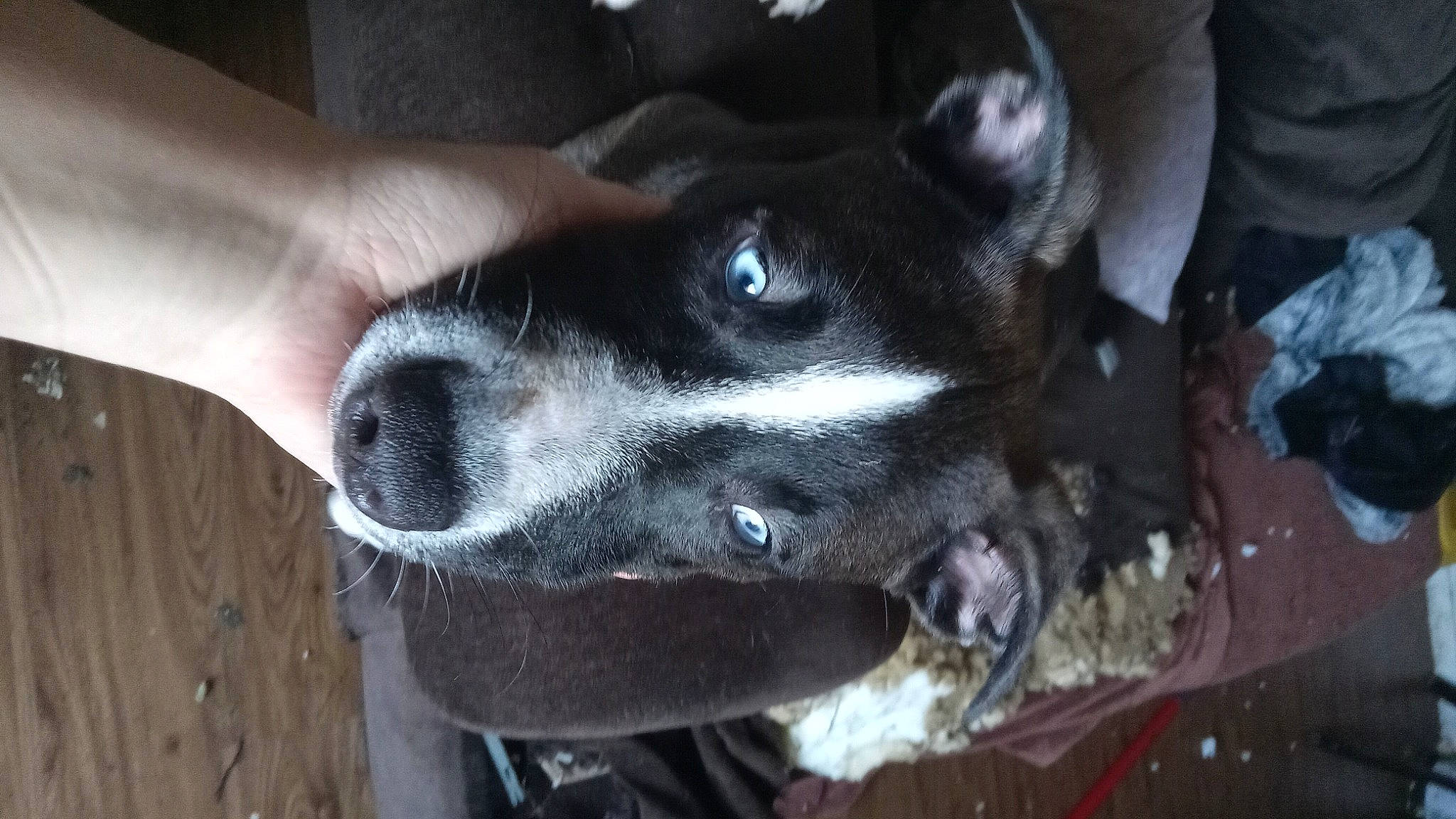 Moo Moo is registered to the contest to win money with this photo: canidae, carnivore, collar, companion_dog, dog, dog_breed, dog_collar, ear, fawn, fur, guard_dog, non_sporting_group, paw, snout, sporting_group, whiskers, working_animal, working_dog